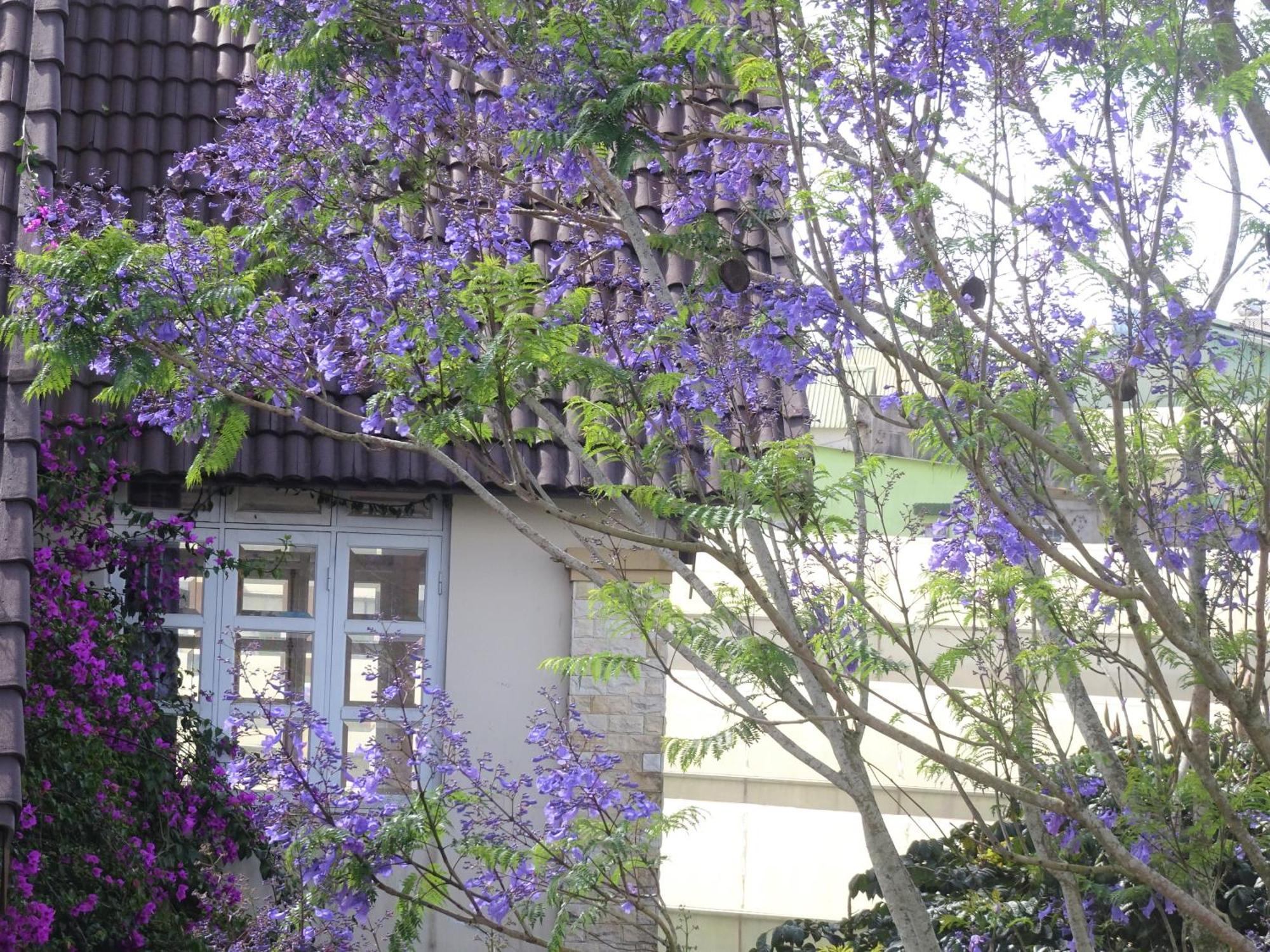 Mento Villa Dalat Exteriör bild