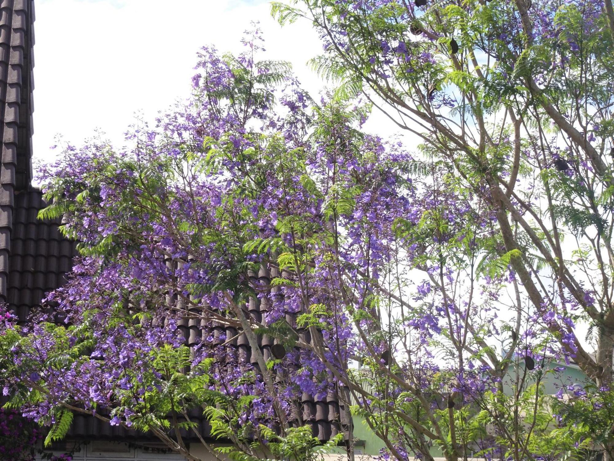 Mento Villa Dalat Exteriör bild
