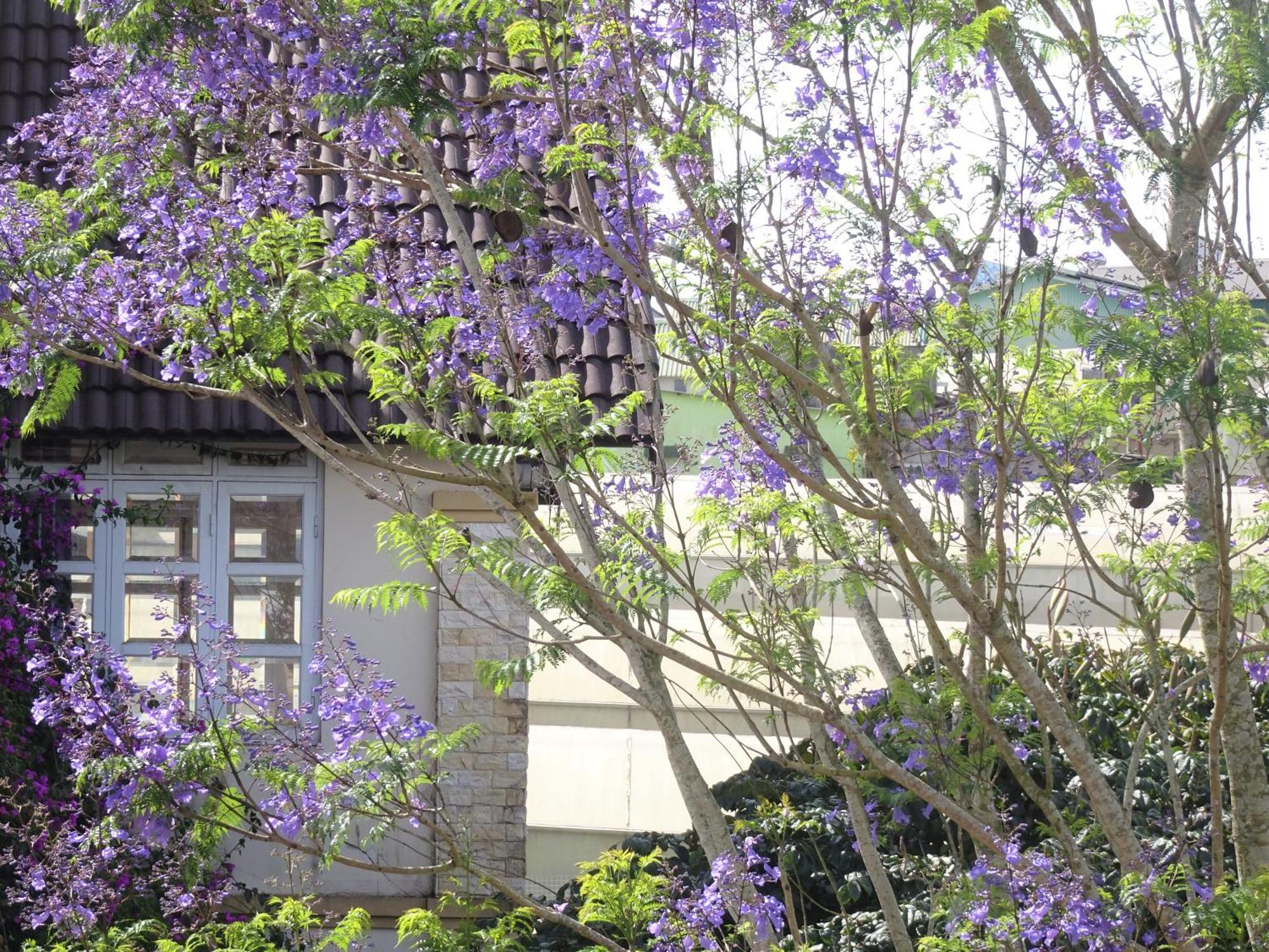 Mento Villa Dalat Exteriör bild